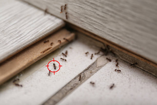 Insect Control in Luxora, AR