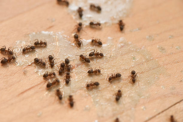 Best Affordable Pest Control Services  in Luxora, AR